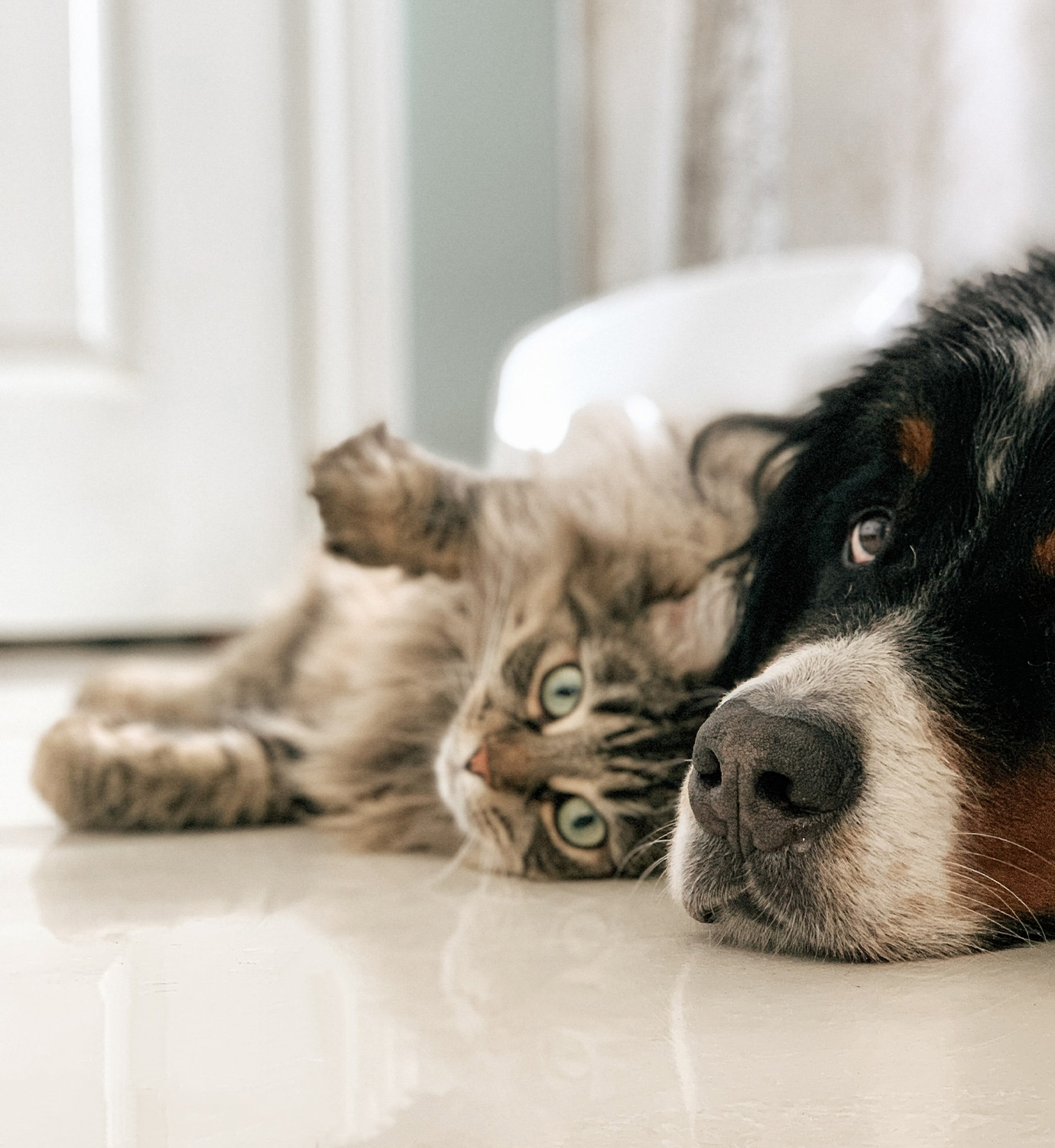 Pet Vaccinations