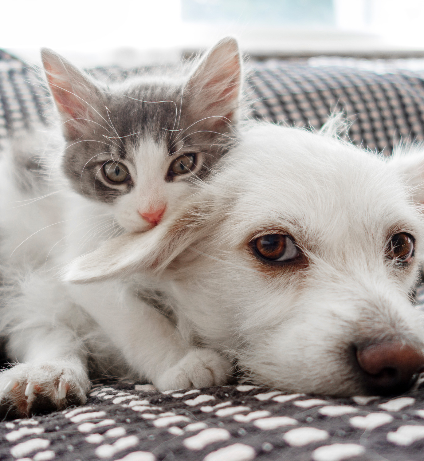 Flea & Tick Control