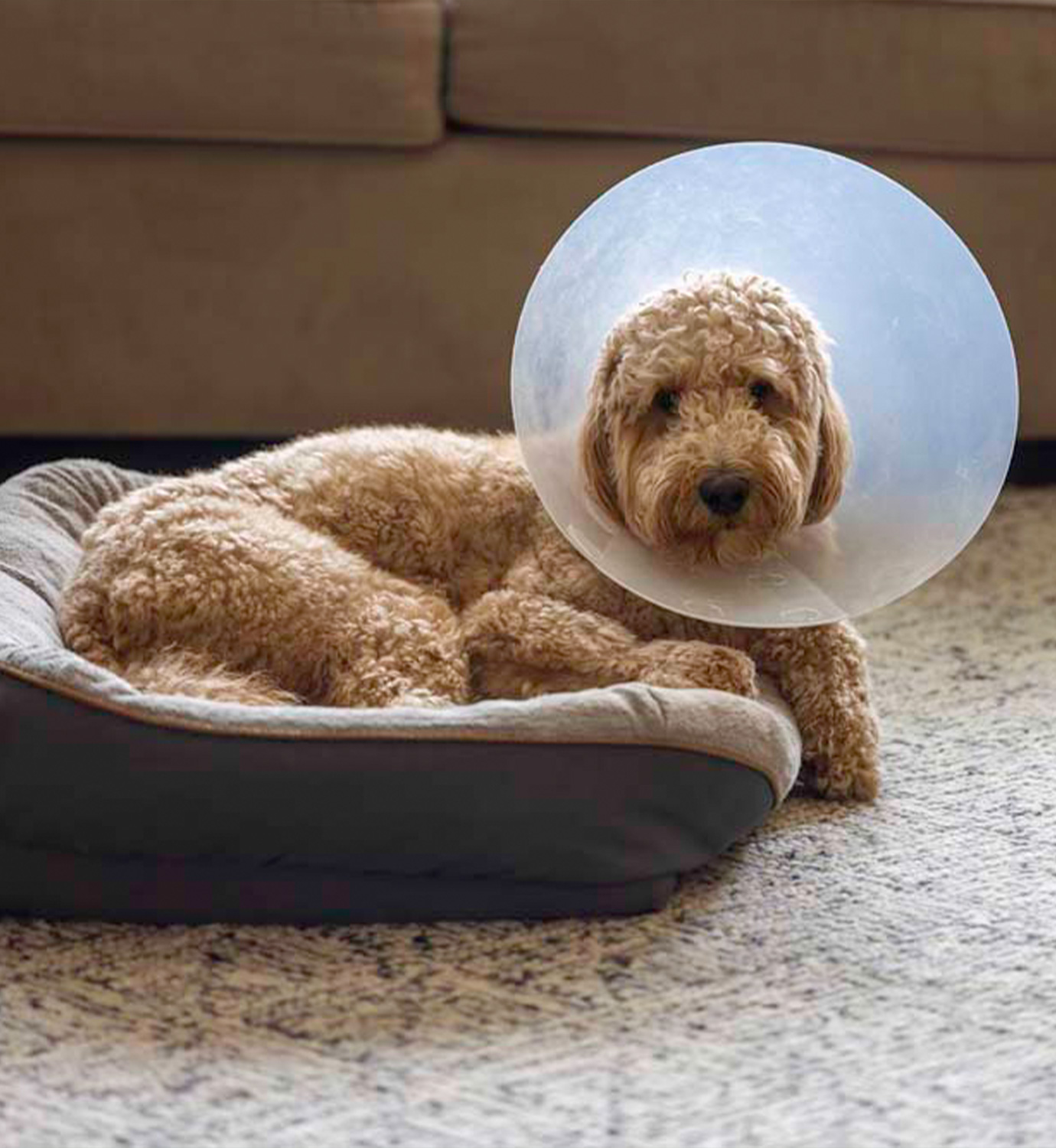 Vet Surgery