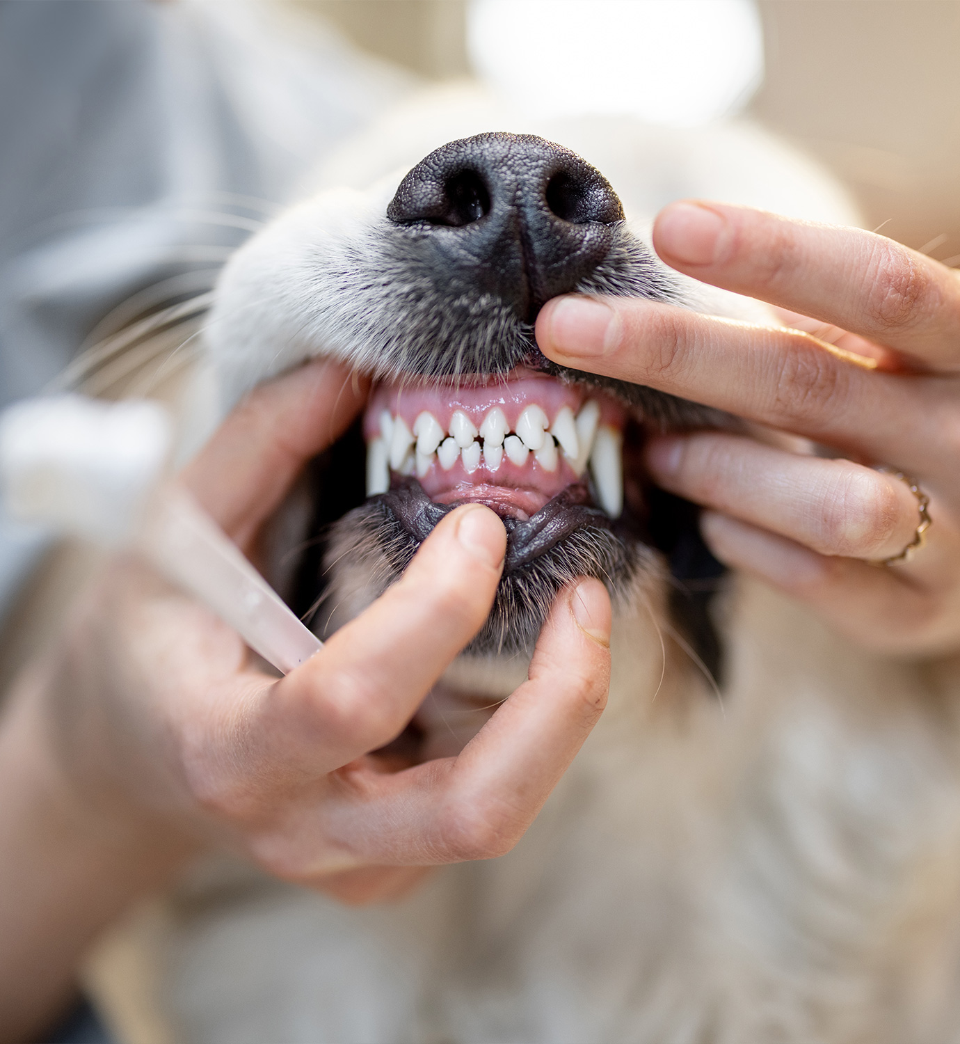 Pet Dentistry