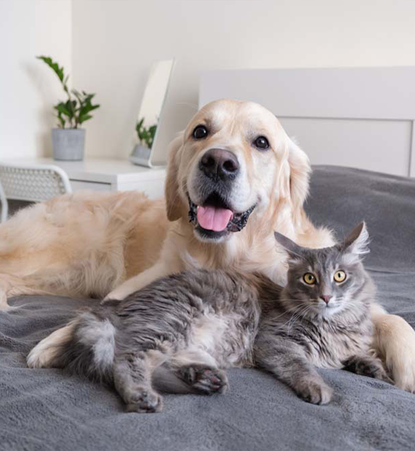 Heartworm