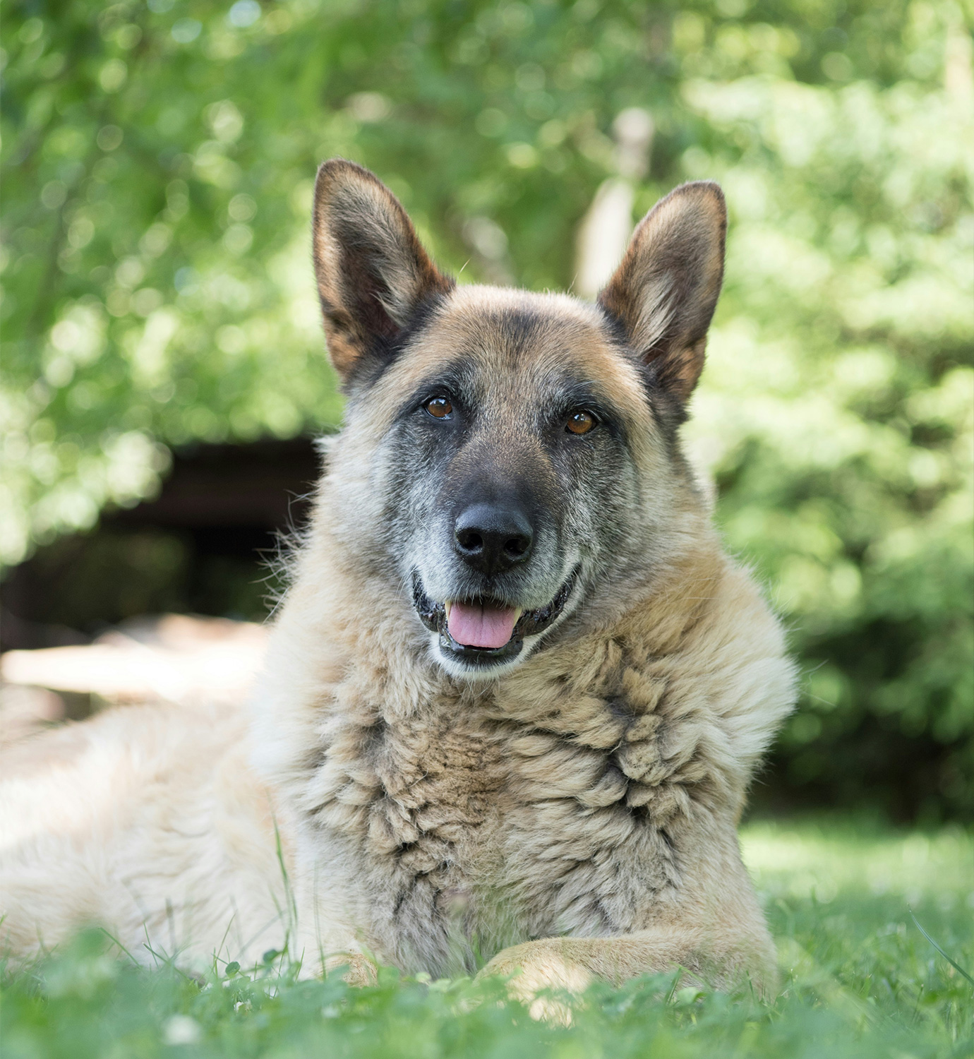 Senior Pets & Palliative Care